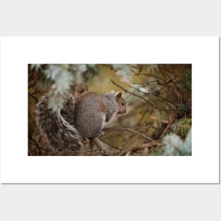 Gray Squirrel Posters and Art